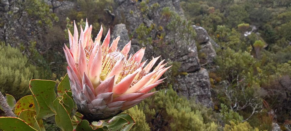 Cape Town: India Venster Table Mountain Hike - Reservation & Reviews