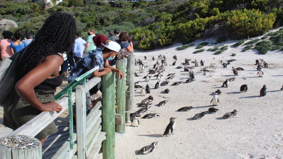 Cape Town : Table Mountain Cape Point Boulders' Penguins - Cape Point & Boulders Beach Exploration