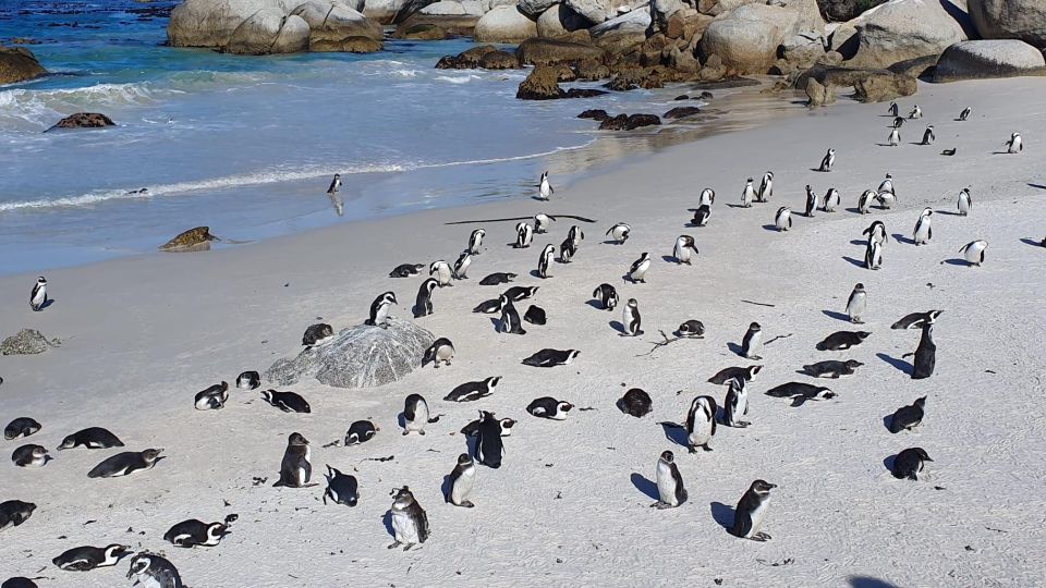 Cape Town: Table MT, Cape Point & Penguins Instagram Shared - Common questions