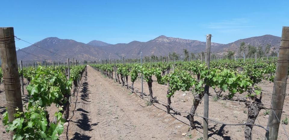 Casablanca Valley: Full-Day Private Wine Tour - Customer Review and Feedback