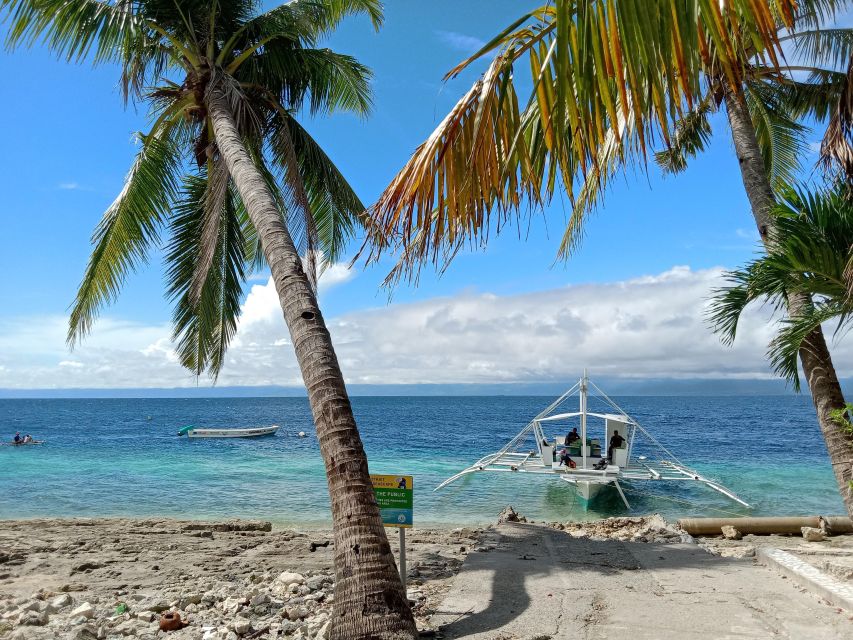 Cebu: Oslob Whale Sharks, Moalboal Sardine Run & Turtle Tour - Logistics