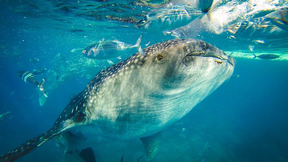 Cebu: Private Sumilon Island & Optional Whale Shark Swim - Language Support and Pickup