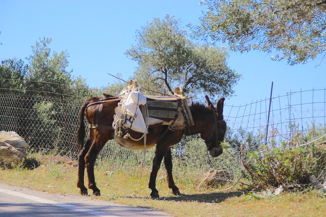 Chania Nature & Villages, White Mountains & Unique Cretan Lunch - Common questions