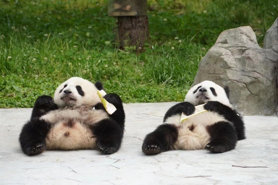 Chengdu: Giant Panda Breeding Research Base Ticket - Additional Options