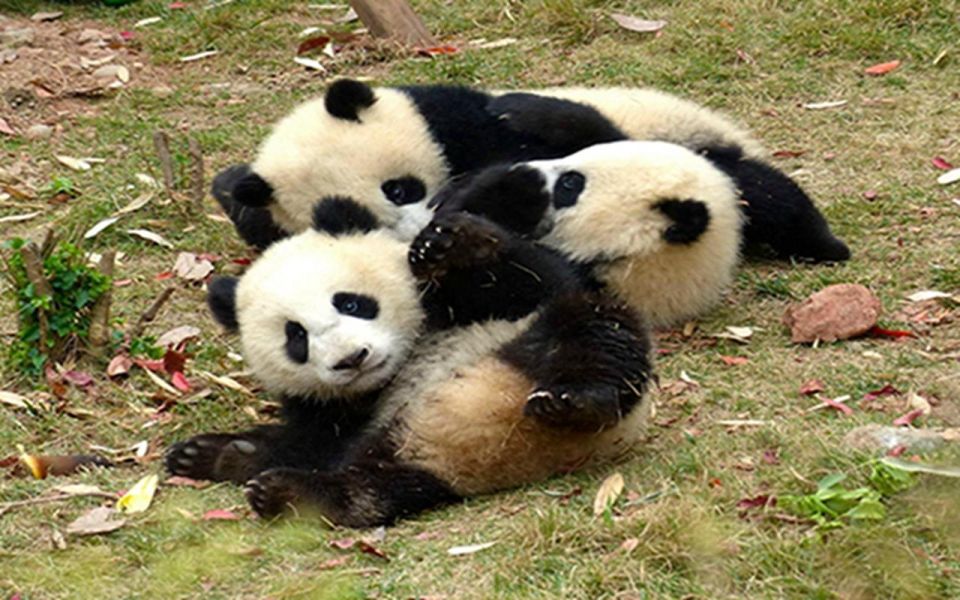 Chengdu Panda Base Half Day Tour - Meeting Point