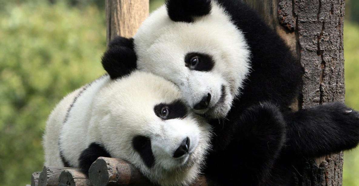 Chengdu: Private Full-Day Panda, City, Museum, & Park Tour - Highlights of the Tour