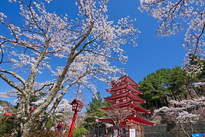 Cherry Blossom ! Five-Story Pagoda,Mt. Fuji 5th Station,Panoramic Ropeway - Traveler Feedback