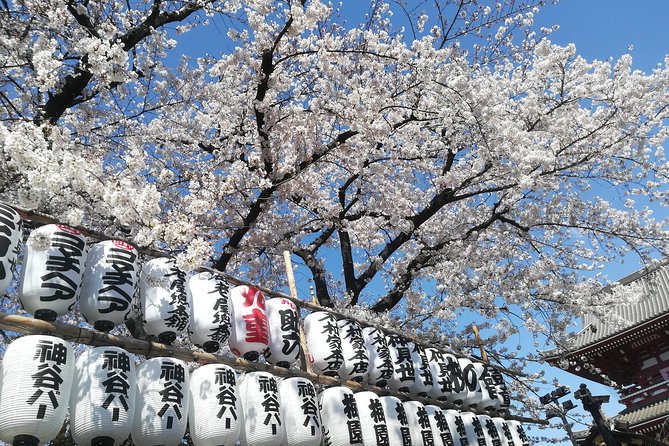 Cherry Blossom Highlights, Asakusa, Ueno, Yanaka - Cultural Significance of Cherry Blossoms