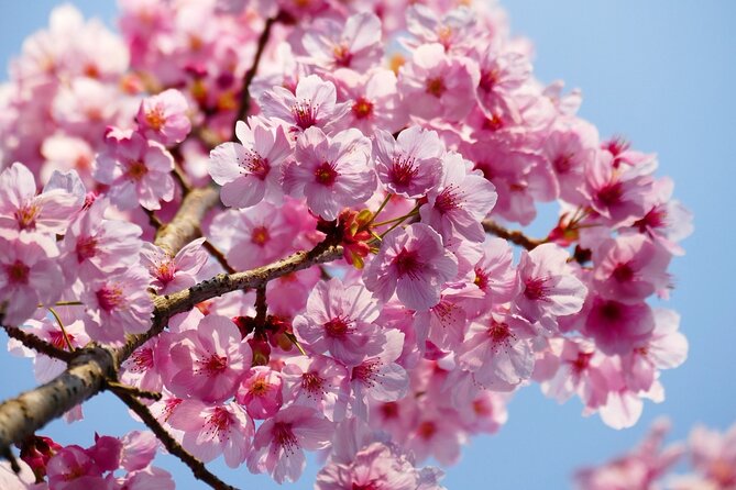 Cherry Blossom Private Tour - Contact and Support