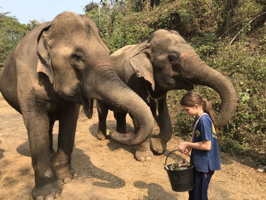 Chiang Mai: Elephant Sanctuary and Sticky Waterfall Tour - Transportation Information