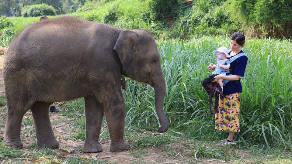 Chiang Mai: Elephant Sanctuary Interactive Tour - Feedback and Suggestions