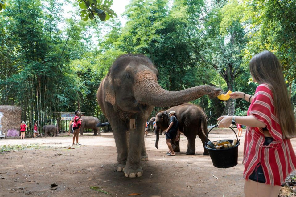 Chiang Mai: Full-Day Kerchor Elephant Eco Park Tour & Trek - Visitor Feedback