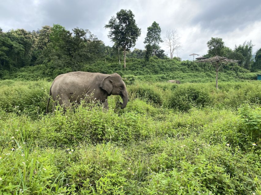 Chiang Mai: Small Group Ethical Elephant Sanctuary Tour - Customer Testimonials