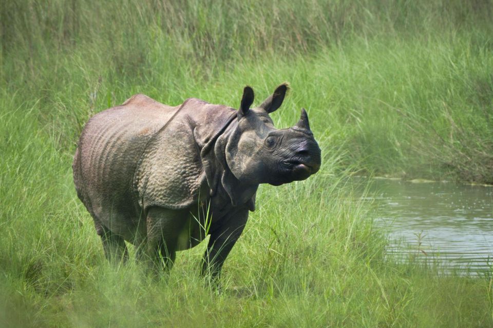 Chitwan Jungle Safari With Elephant Bath (Exclusive Tour) - Safety Guidelines