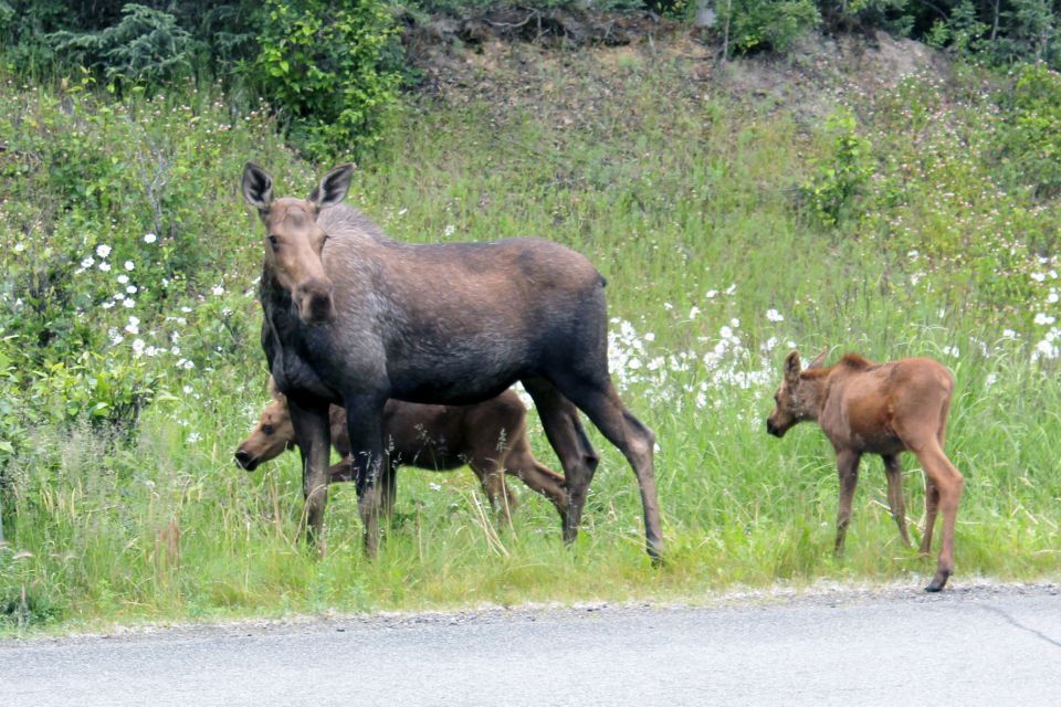 City of Anchorage Sightseeing & Food Van Tour-New for ! - Location and Meeting Point Details