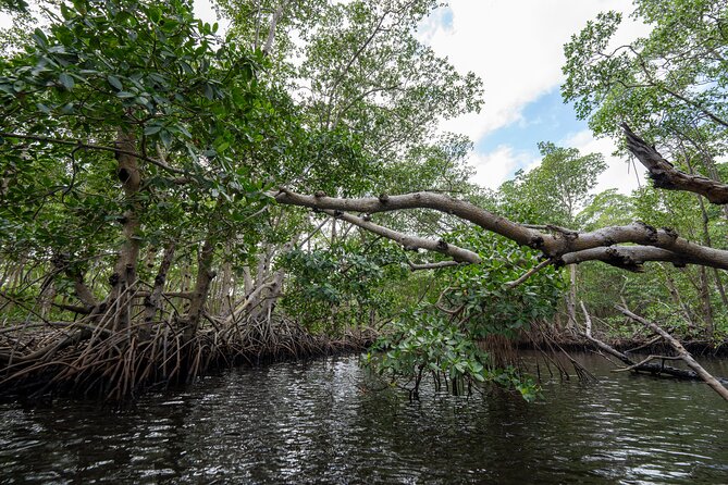 Clear Kayak Tour in North Miami Beach - Mangrove Tunnels - Final Thoughts
