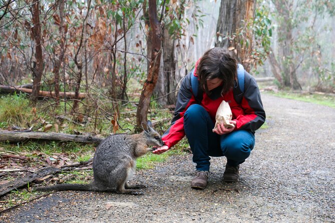 Cleland Hike and Wildlife Day Tour - Booking Details