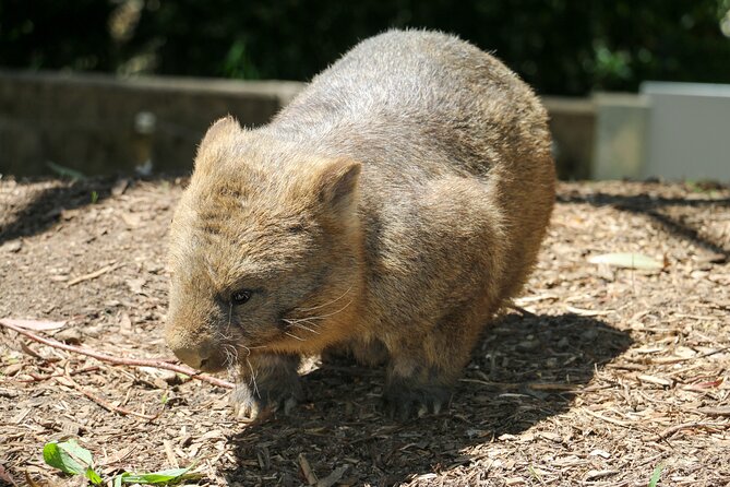 Cleland Wildlife Park Experience - From Adelaide Including Mt Lofty Summit - Park Facilities and Environment