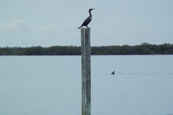 Cocoa Beach Dolphin Tours on the Banana River - Meeting Point Details