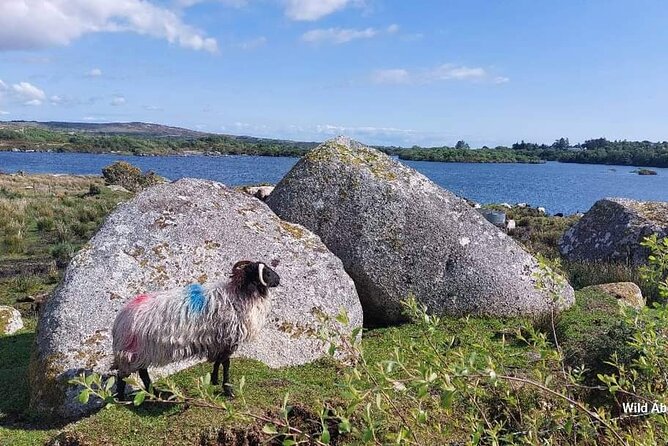 Connemara Sheep Farm Experience & Kylemore Abbey by Lux Limousine - Booking Information and Contact Details