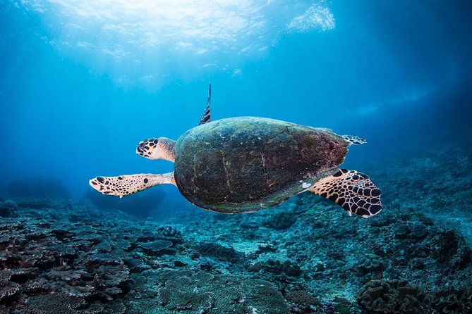 Coral Garden and Liberty Shipwreck Beginner Scuba Diving Tour  - Tulamben - Common questions