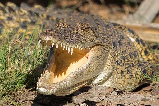 Corroboree Billabong Wetland Cruises - 2 Hour Sunset Cruise - Common questions