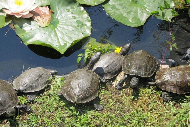 Corsica A Cupulatta Turtle Park Skip the Line Admission Ticket - Last Words