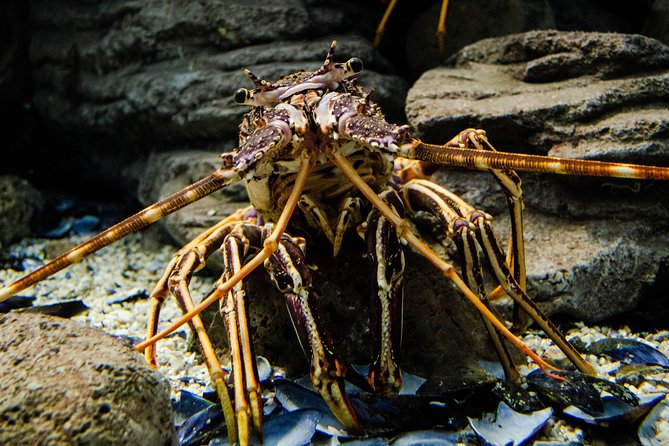 CRETAquarium Entrance Ticket in Crete - Traveler Photos