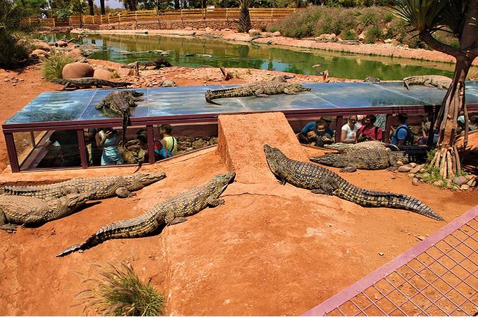 Crocoparc Tour in Agadir - Pricing and Booking Information