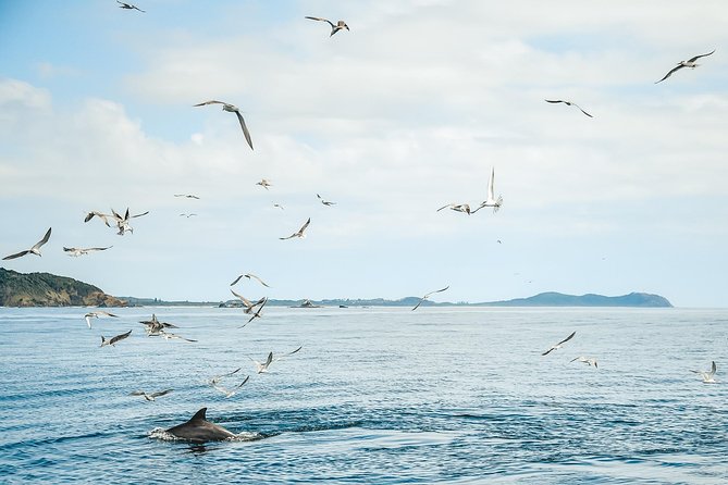 Cruise With Dolphins in Byron Bay - Common questions