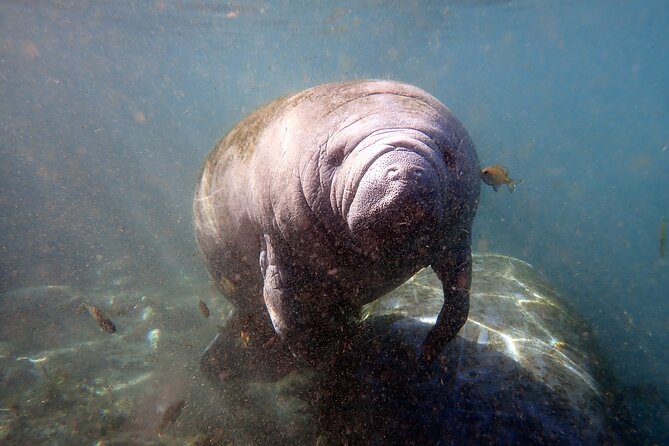 Crystal River Manatee Swim and Snorkel (Mar ) - Location and Tour Details