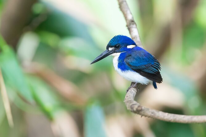 Daintree River Dawn Cruise With the Daintree Boatman - Cancellation Policy