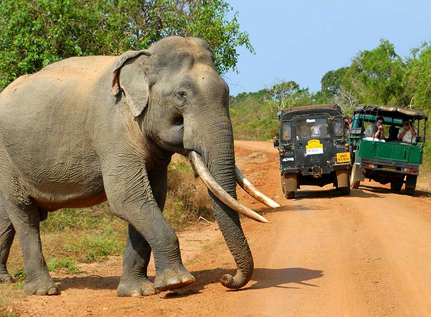 Day With Elephants at Udawalawe National Park & Transit Camp - Last Words