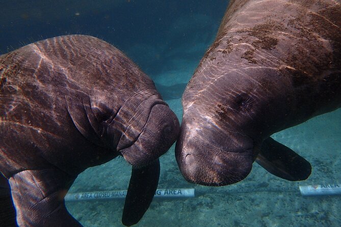 Deluxe Manatee Swim Tour - Snorkeling Equipment and Refreshments