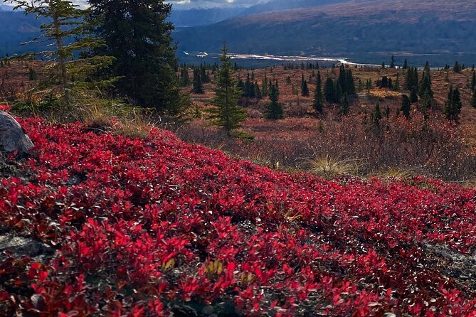 Denali National Park Walking Tour - Educational and Scenic Experience