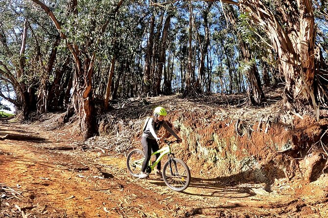 Descend in Mountain Bike in Northern Forests of Gran Canaria - Local Wildlife Information