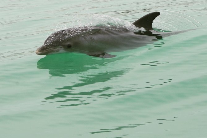 Destin Dolphin Watching Cruise in the Gulf of Mexico - Additional Information