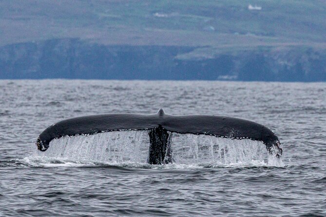 Dingle Boat Tours Wildlife RIB Adventure - Common questions