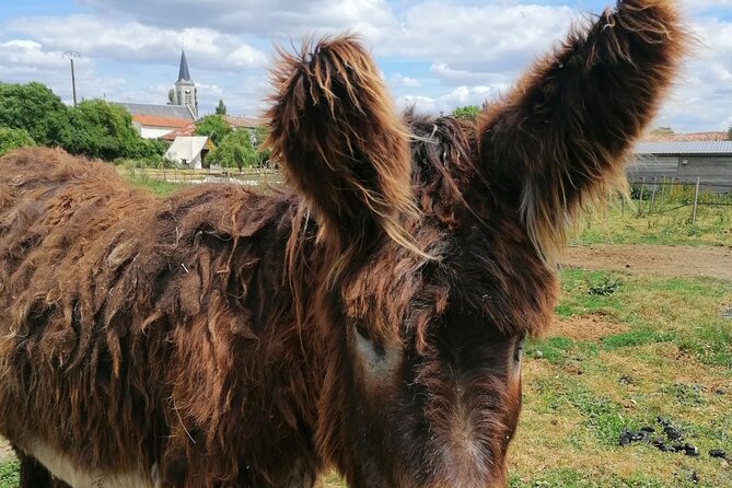 Discovery Day in the Footsteps of the Poitou Donkey - Interaction Opportunities With the Donkeys