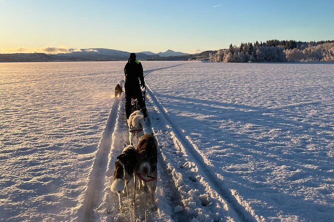 Dog Sledding With Greenland Dogs - Safety Considerations