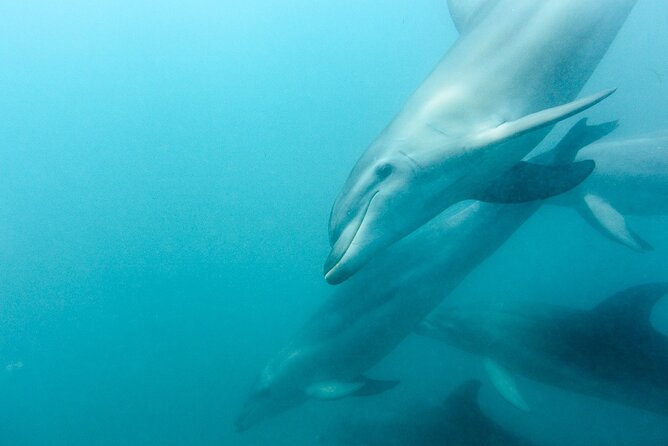 Dolphin and Seal Swim Reef Snorkel Boat Tour Mornington Peninsula - Additional Information