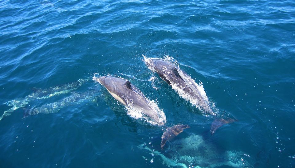 Dolphin and Whale Watching in Negombo - Negombos Attractions