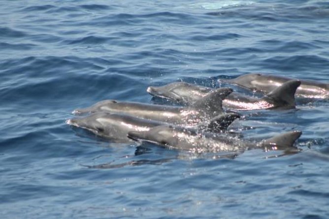 Dolphin and Whales Watching Cruise From Puerto Rico De Gran Canaria - Directions