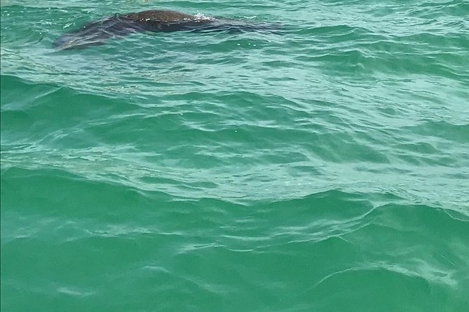 Dolphin Shelling Snorkeling Cruise in Tampa - Directions