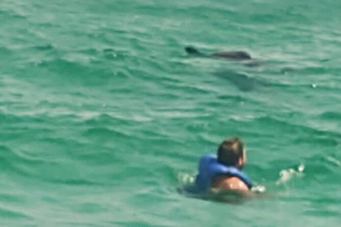 Dolphin Spotting and Swimming Experience From Panama City (Mar ) - Common questions