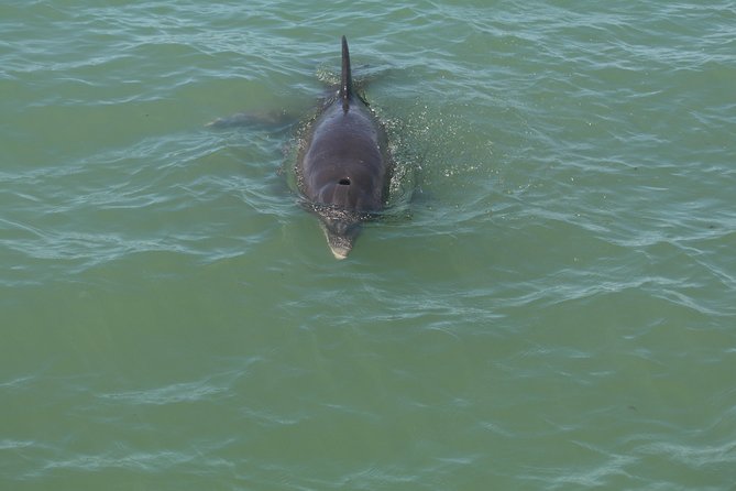 Dolphin Tour on a Private Boat - Important Information