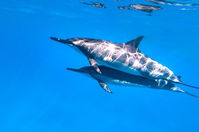 Dolphin Watch & Snorkel Captain Cook Monument Big Island Kailua-Kona Hawaii - Common questions