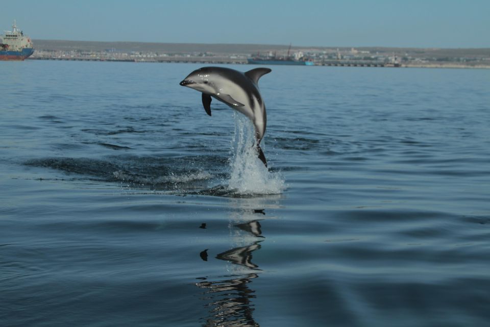 Dolphin Watching and Boat Trip in Puerto Madryn - Return Details