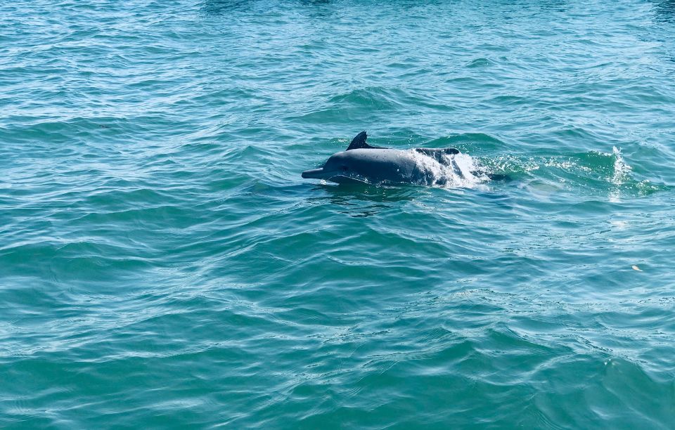 Dolphin Watching in Trincomalee - Common questions
