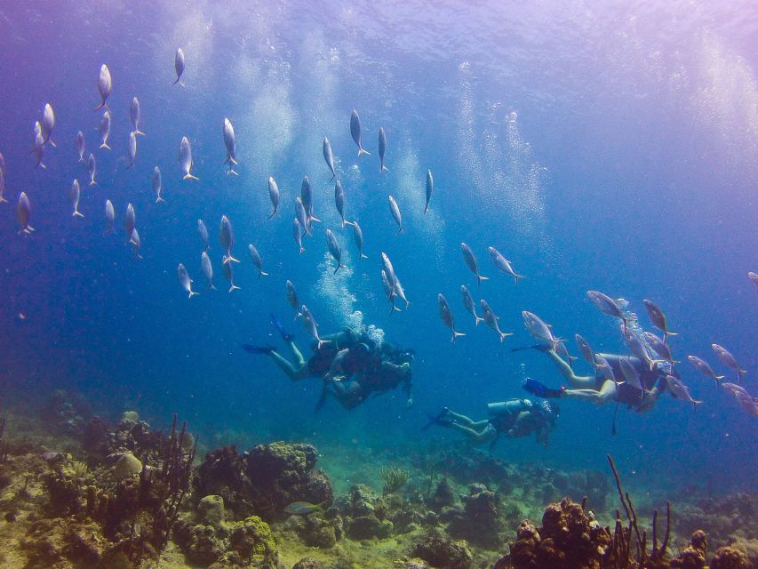Dominican Republic: Catalina Island VIP Scuba Diving - Discover Discounts and Pricing